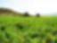 BAILEY FARMS INTERNATIONAL LLC – company logo, company info header